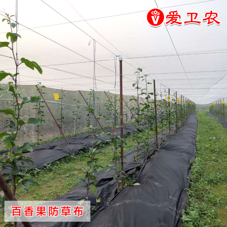 百香果防草布